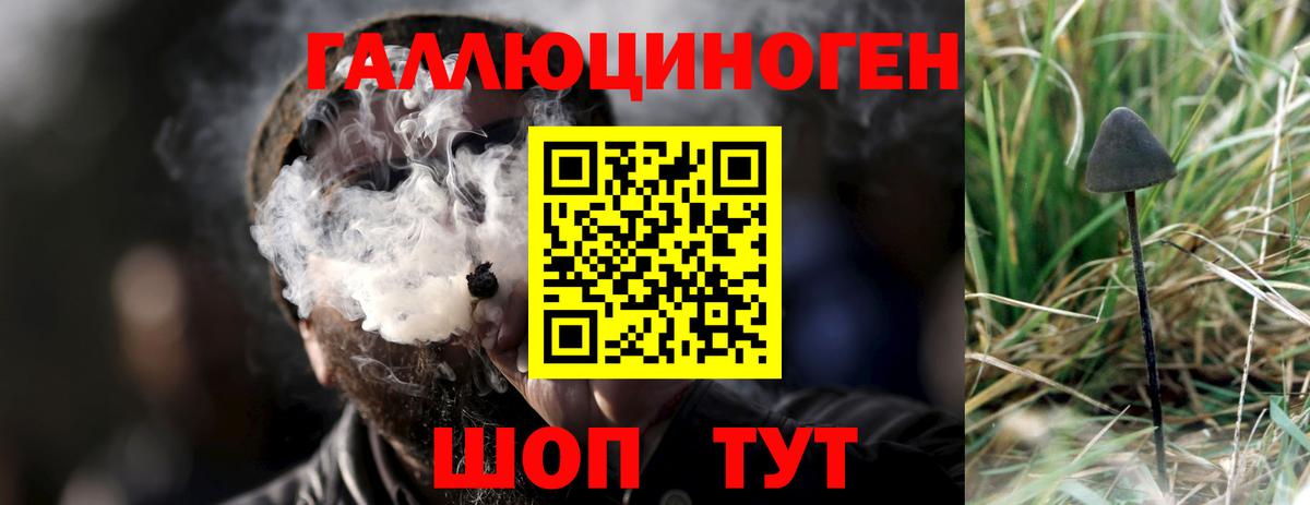 Псилоцибиновые грибы Psilocybine cubensis Приморско-Ахтарск